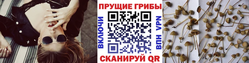 купить наркотик  ОМГ ОМГ ТОР  Галлюциногенные грибы прущие грибы  Стерлитамак 